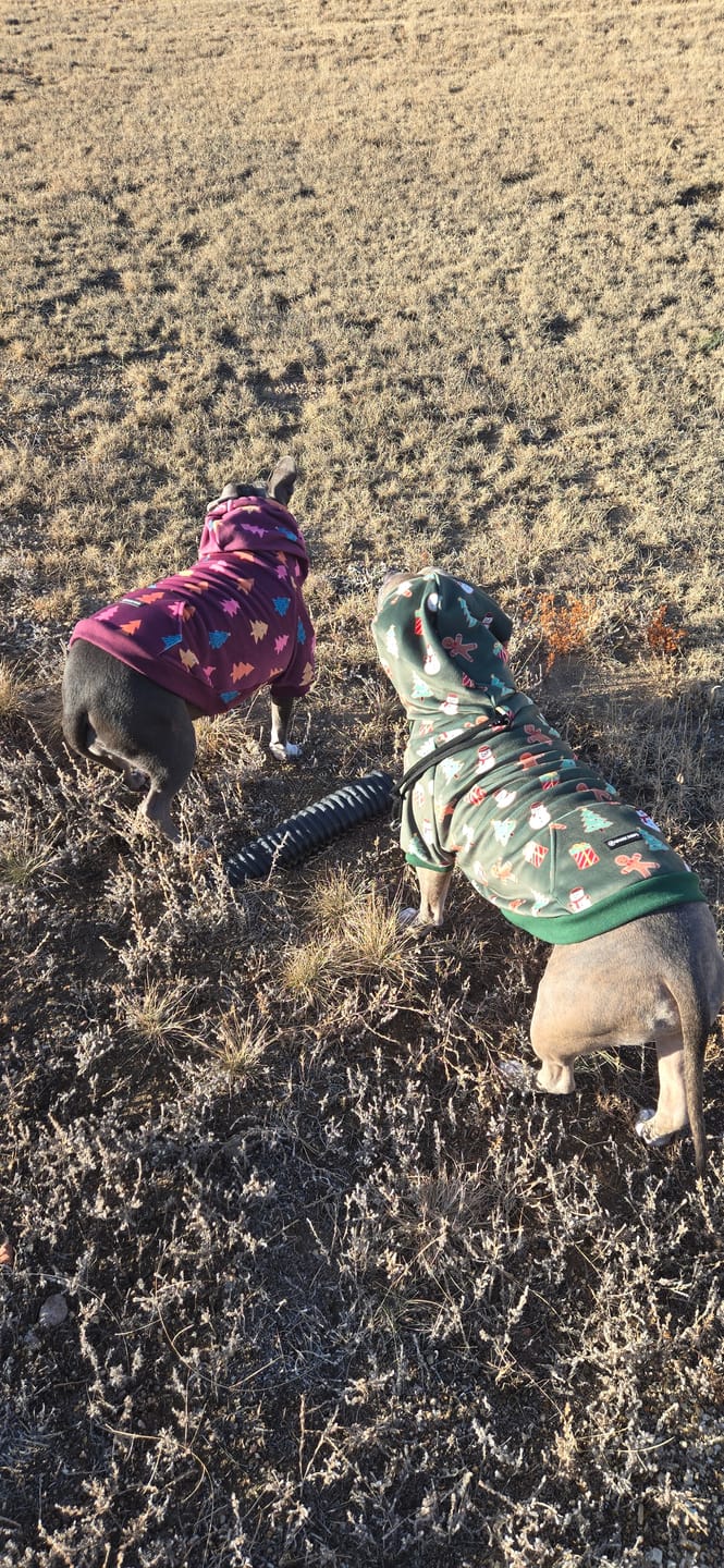 Customer photo review of Christmas Dog Hoodies