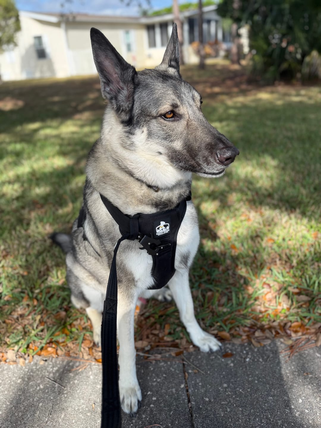 Customer photo review of Matching Black 6' Bully Proof Leash