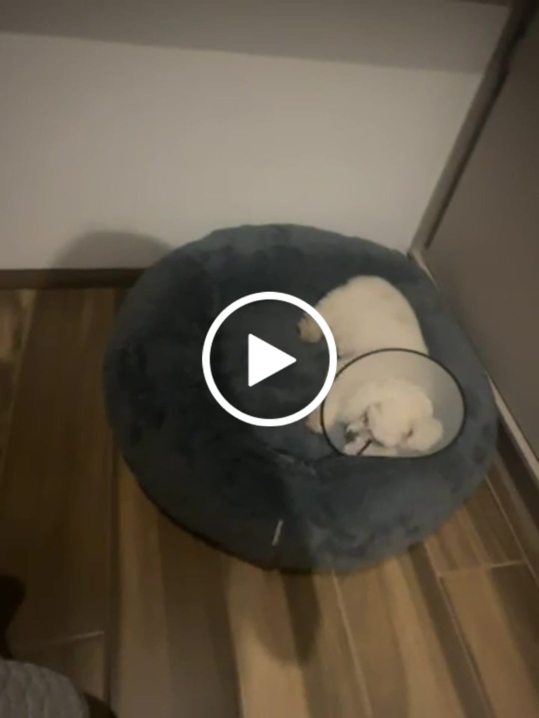 Customer video review of Funda Original para Cama Antiestrés para Perros