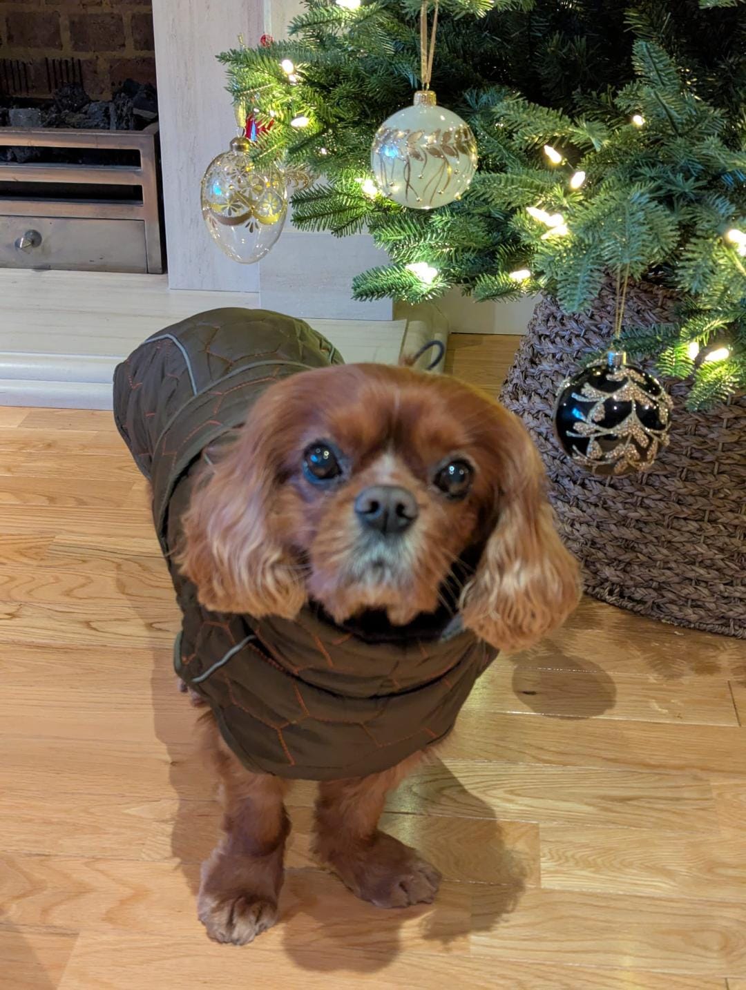 Customer photo review of Honey Comb Dog Coat