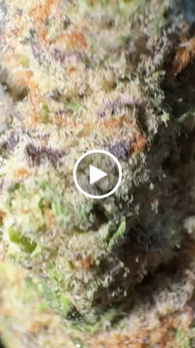Customer video review of Glitter Bomb - Exotic THCA (Full Size)