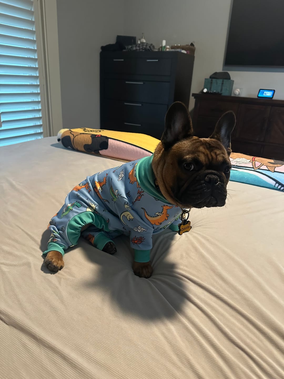 Customer photo review of Dog Pajama - Dragons