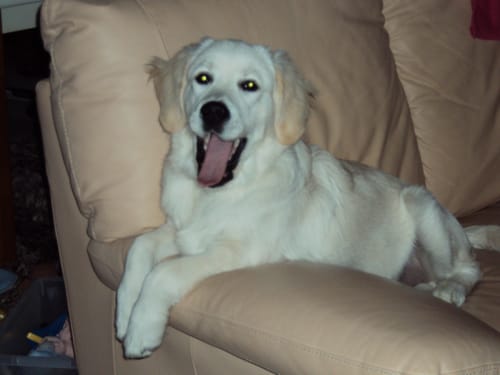 Customer photo review of Complément articulations