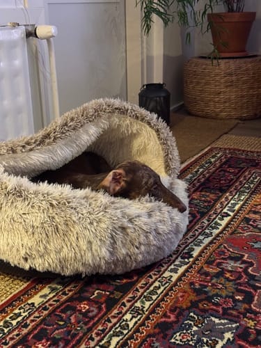 Customer photo review of The Dachshund Den™ — The First Bed Built for Badger Dogs