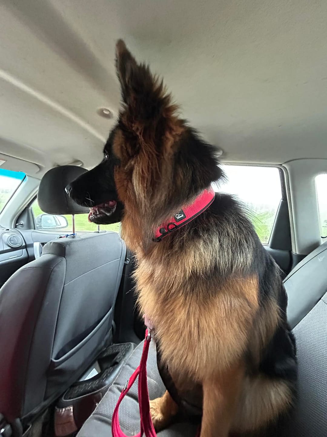 Customer photo review of Szeroka obroża półzaciskowa - Martingale Black Edition Czerwona