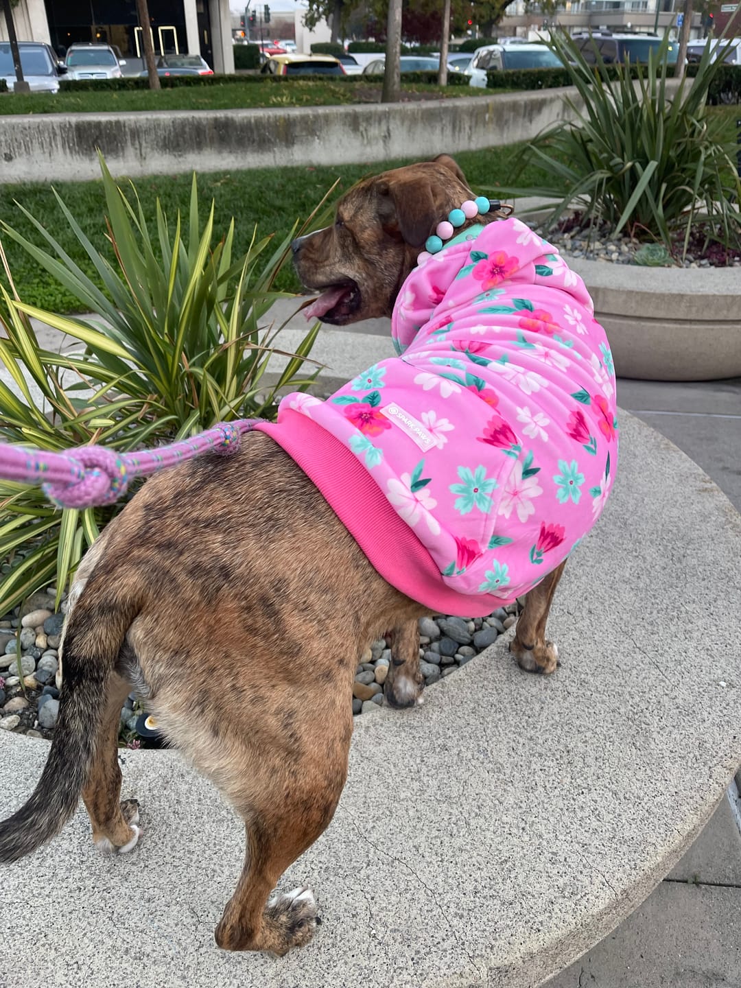 Customer photo review of Blossom Dog Hoodie - Pink
