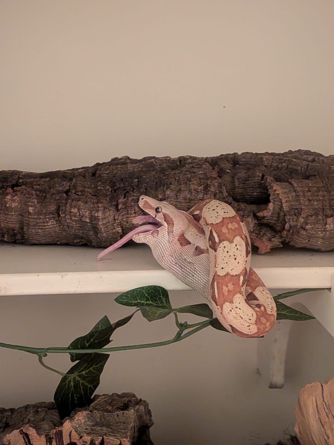 Customer photo review of Hopper African Soft Fur Rats (10 Count)