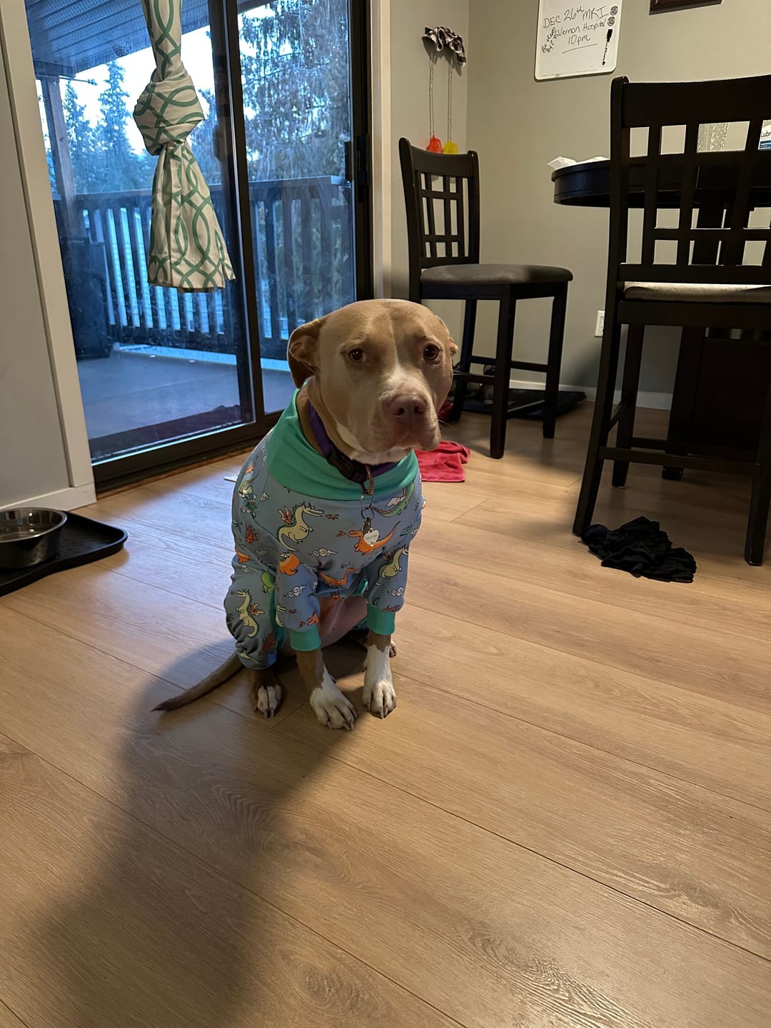 Customer photo review of Dog Pajama - Dragons