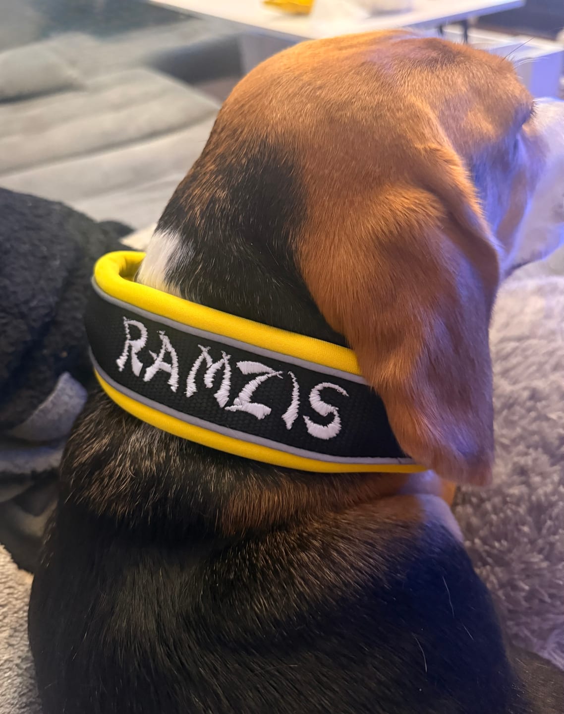 Customer photo review of 4cm Slip on Collar | Foam Padded - Black x Yellow