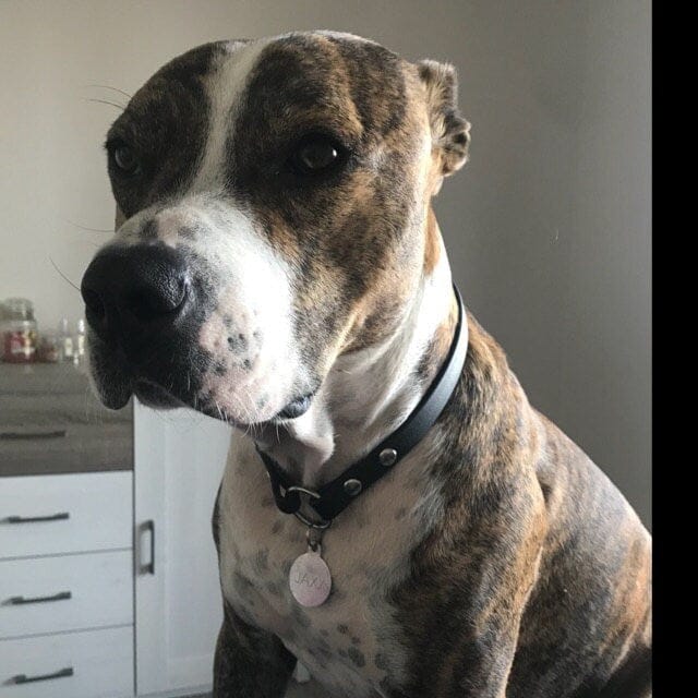 Customer photo review of House Collar