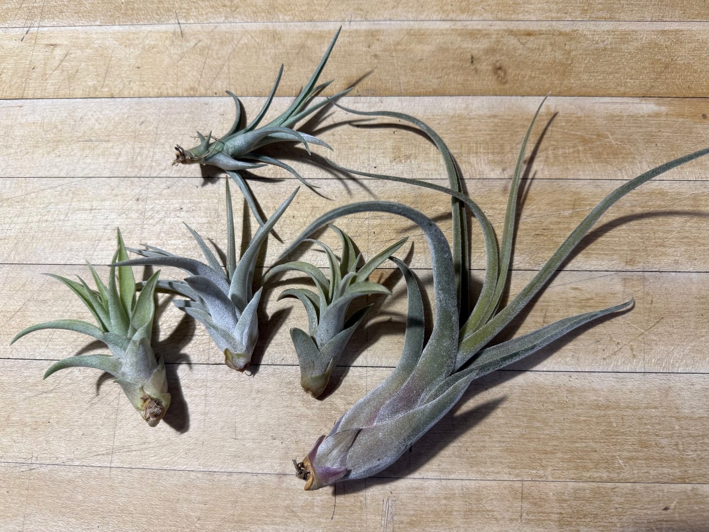 Customer photo review of Capitata  Peach  (Easy Care)