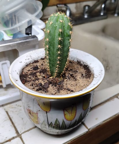 Customer photo review of Trichocereus Peruvianus | Peruvian Torch Cactus