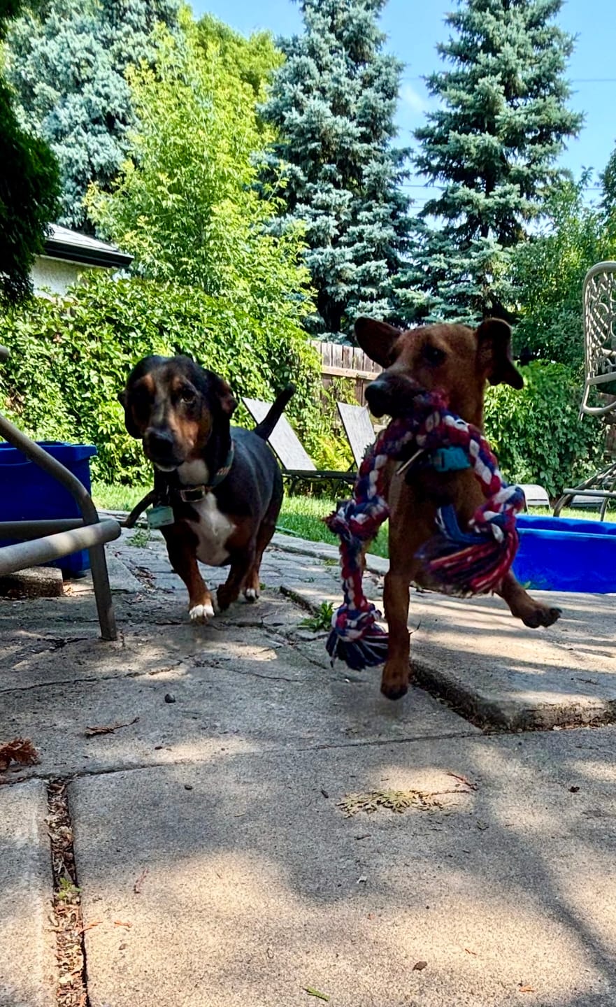 Customer photo review of 6 Inch Monster Braided Bully Stick