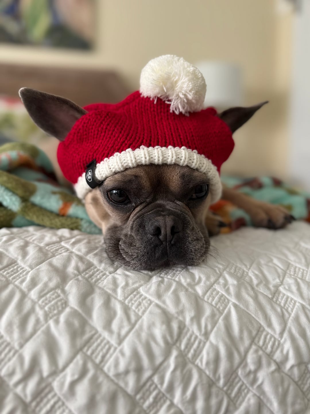 Customer photo review of Knit Pom Pom Dog Beanie Hats