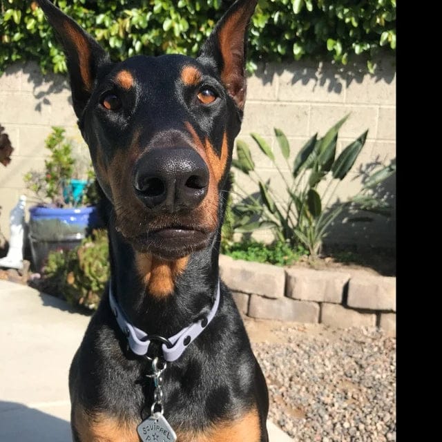 Customer photo review of House Collar