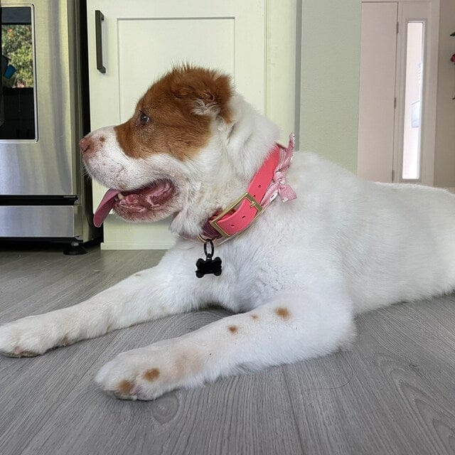 Customer photo review of Denali Center Ring Collar