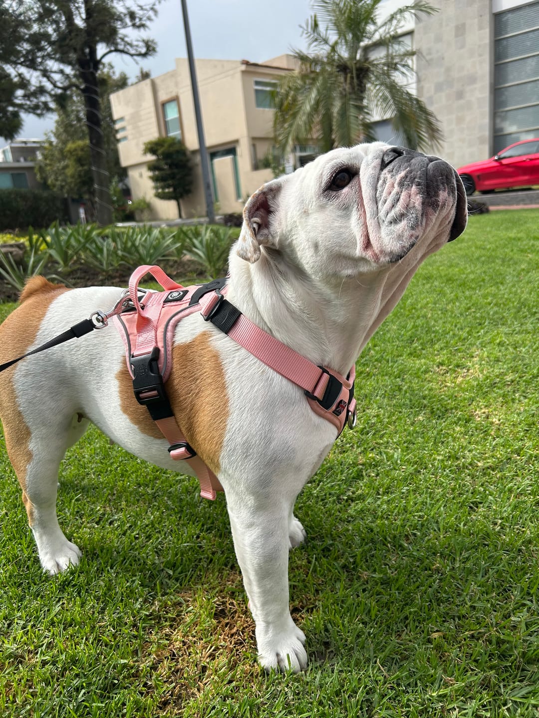 Customer photo review of Anti Pull Hurricane Harness Lighter | With Handle - Pink