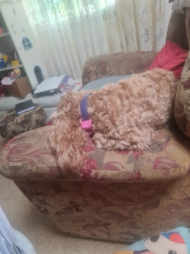 Customer photo review of FluffGuard - 12 Months Bug Free Collar