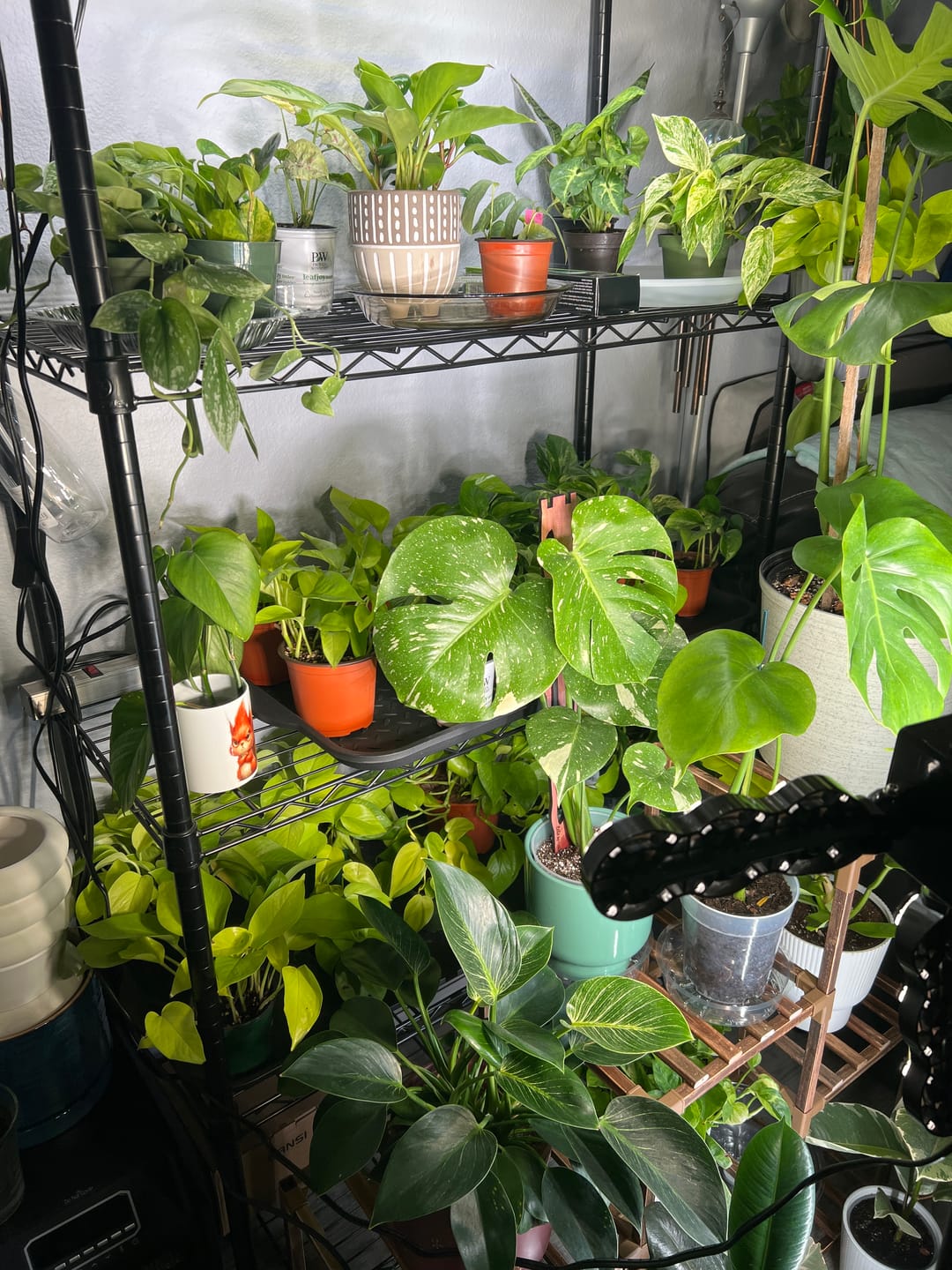 Customer photo review of Monstera deliciosa 'Thai Constellation'