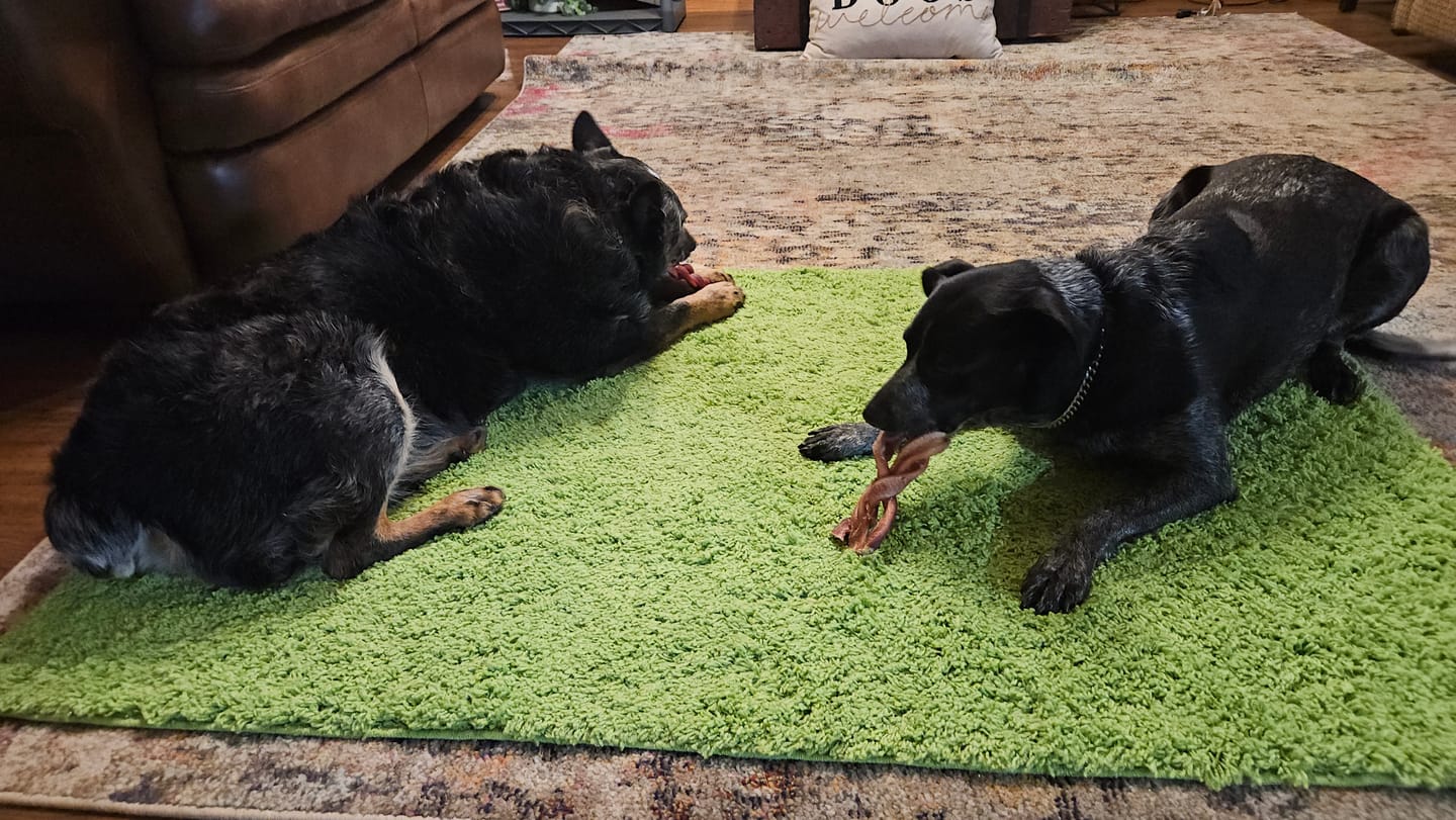 Customer photo review of 6 Inch Monster Braided Bully Stick