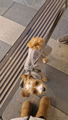 Anmelderens Bichon Havanais set fra oven iført den salviefarvede Vera Hundejakke.