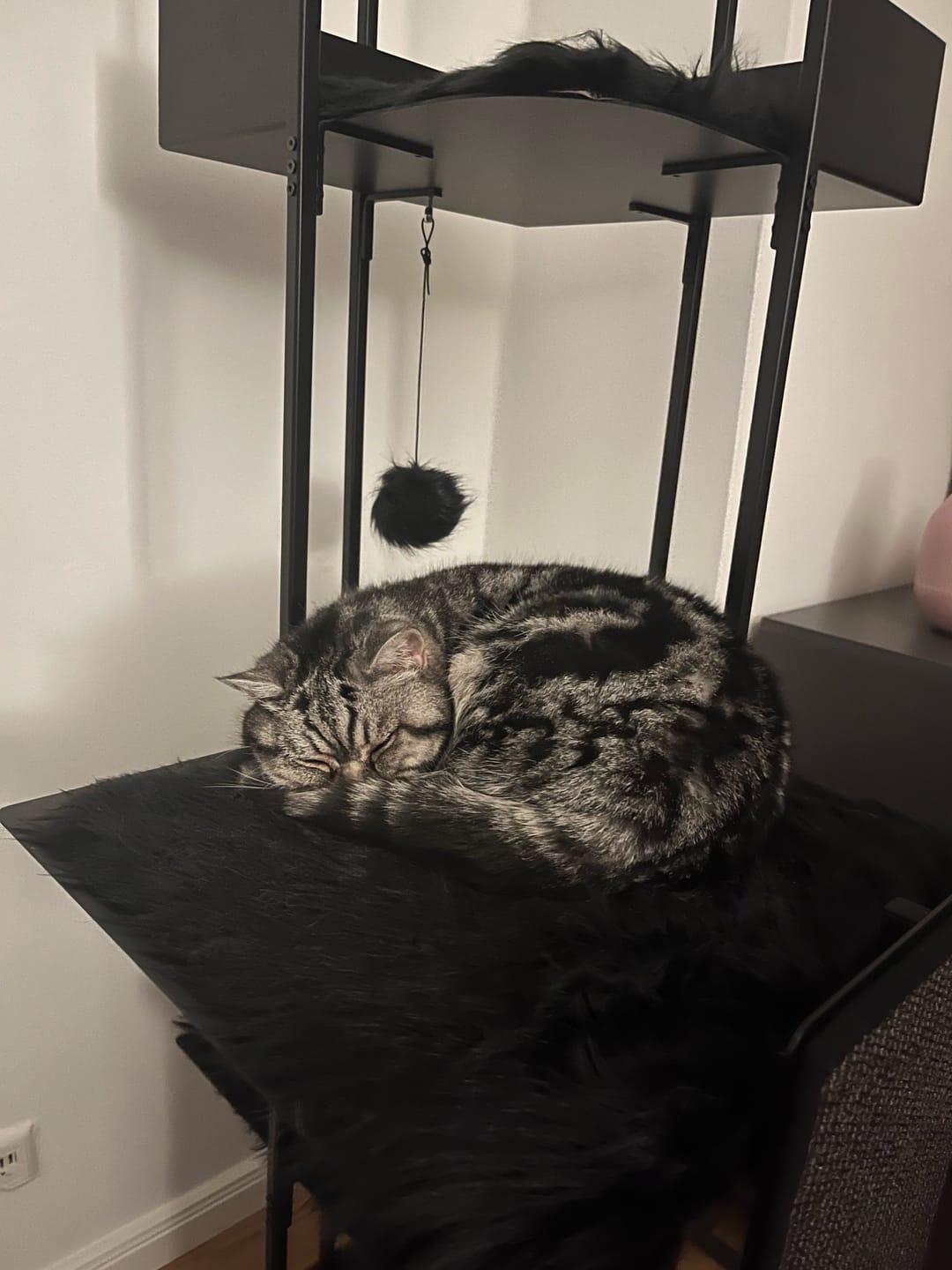 Customer photo review of STYA Katzen Kratzbaum MS310 | Schwarz