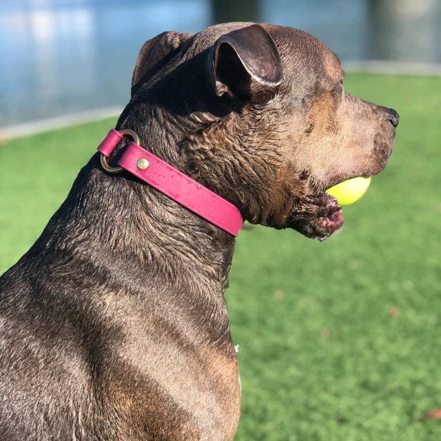 Customer photo review of Denali Center Ring Collar
