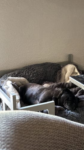 El perro de un cliente duerme profundamente en su cómoda Cama Antiestrés para Perros de color gris oscuro.