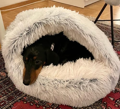 Customer photo review of The Dachshund Den™ — The First Bed Built for Badger Dogs