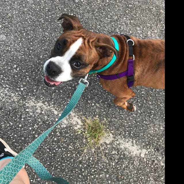 Customer photo review of House Collar