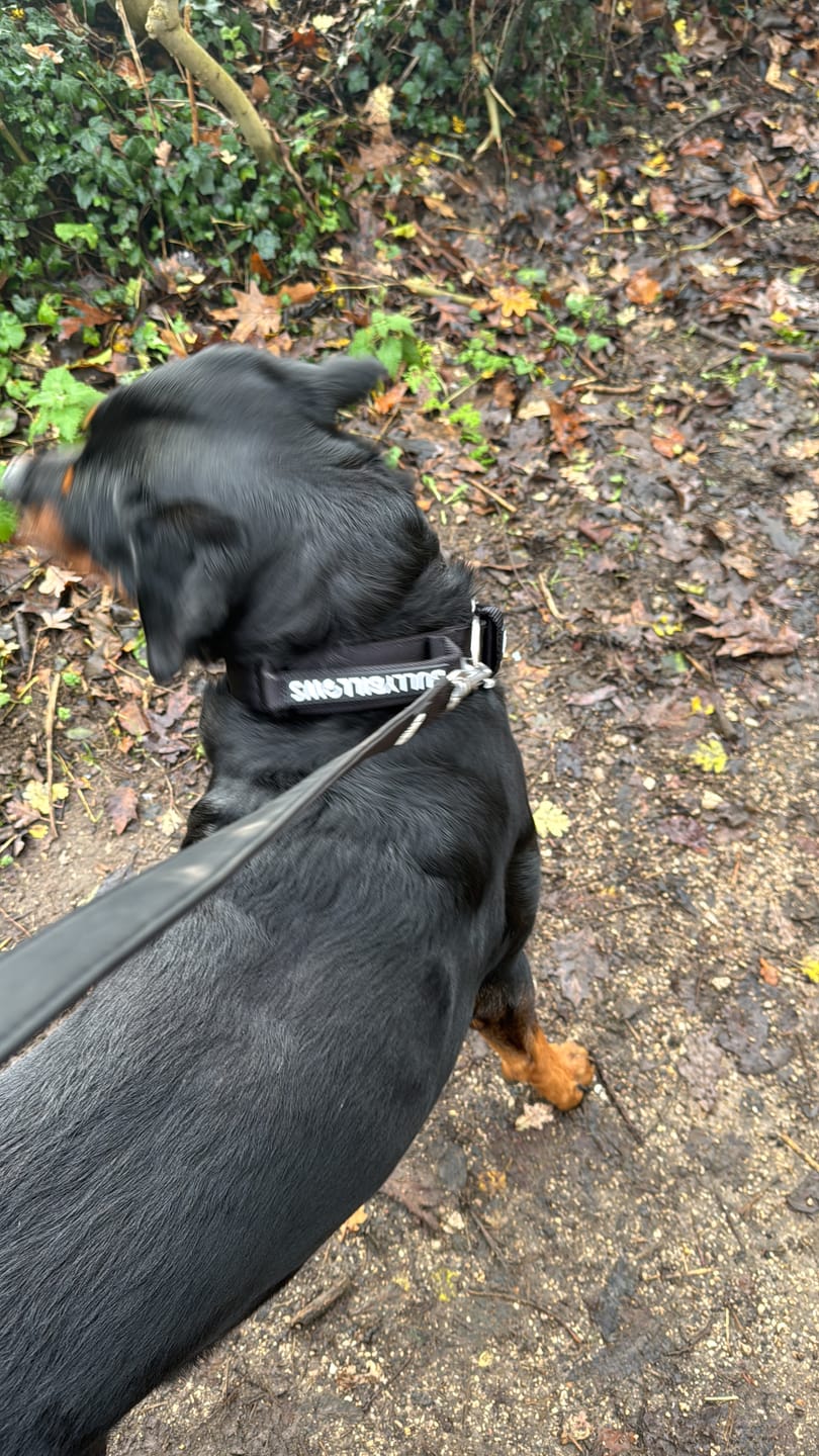 Customer photo review of 4cm Pin Buckle Collar | With Handle - Black
