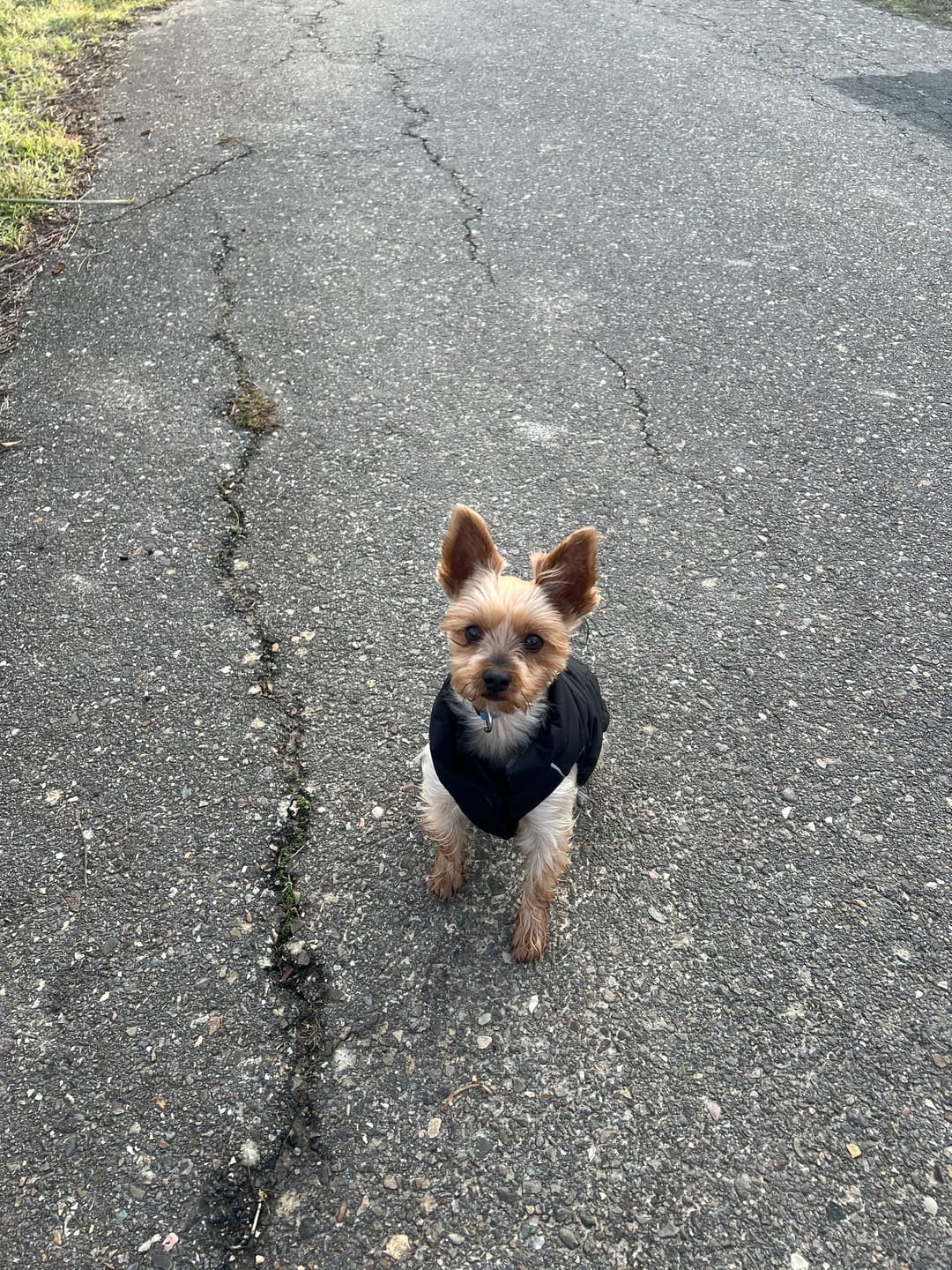 Customer photo review of WarmShield Water-Resistant Jacket - Black