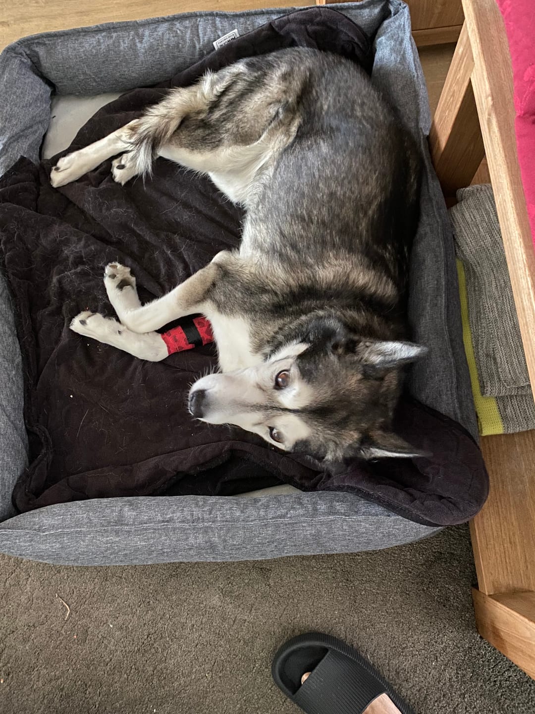 Customer photo review of Pet Perfect Hondenmand - Orthopedisch - Afritsbaar - Grijs