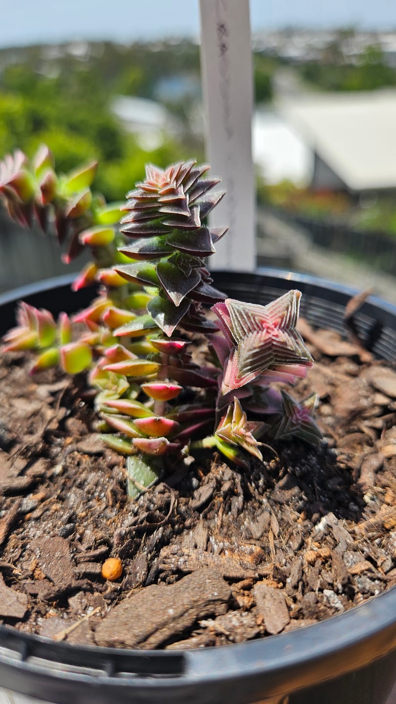 Customer photo review of Crassula capitella ssp thyrsiflora variegated