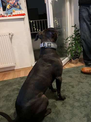 Customer photo review of 4cm Slip on Collar | Foam Padded - Blue