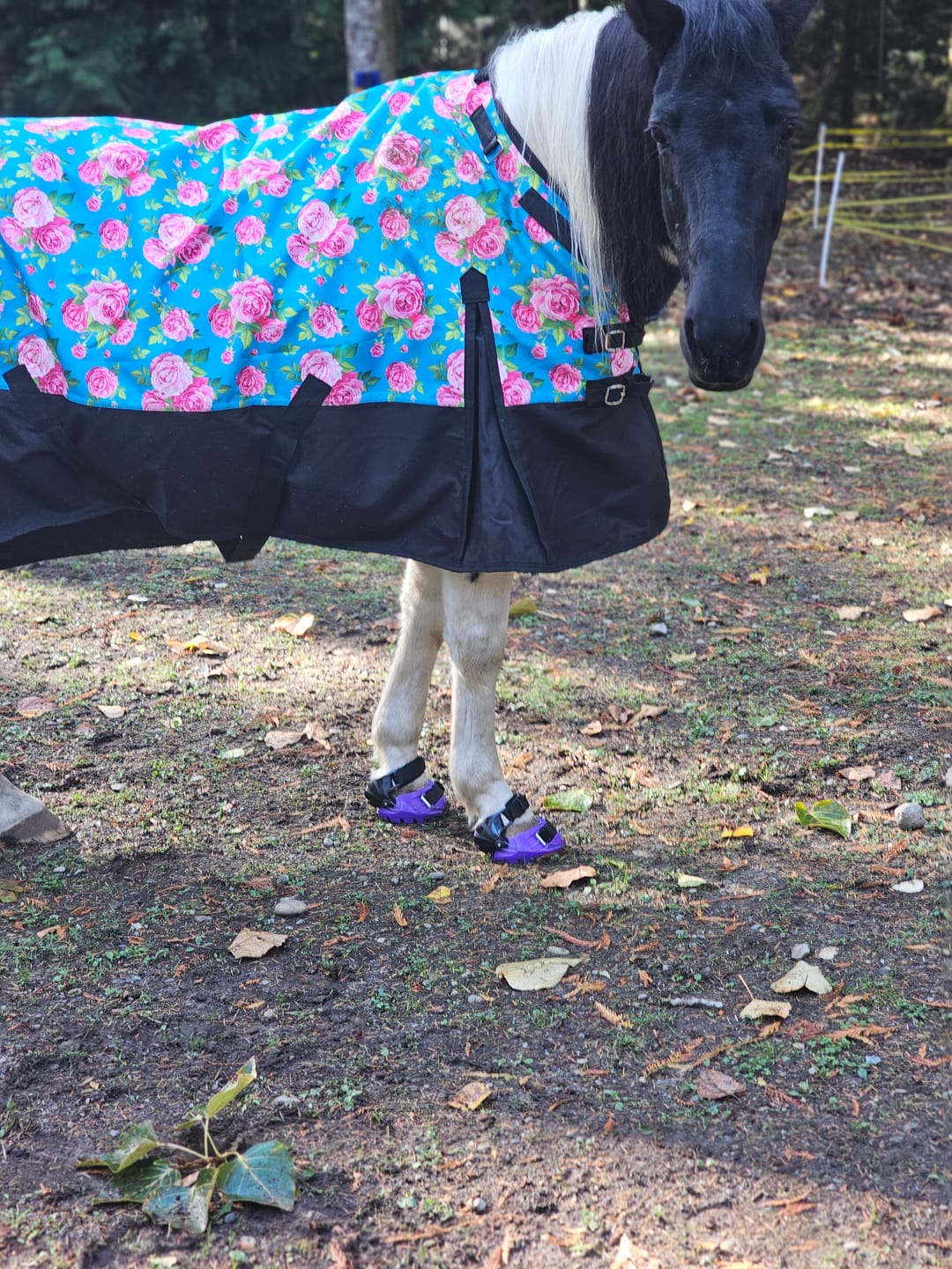 Customer photo review of Renegade® Viper Vivid™ Hoof Boot Seconds - Mystic Purple