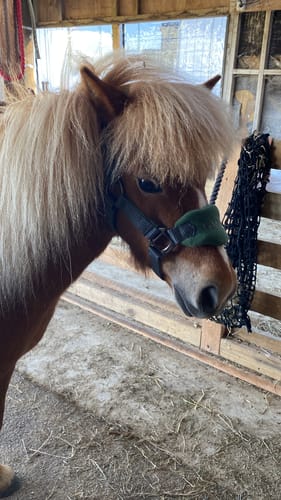 Customer photo review of LeMieux Mini Vogue Headcollar & Leadrope
