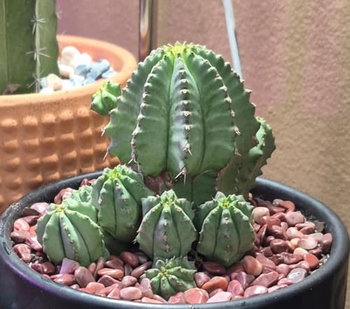 Customer's Euphorbia fruticosa plant showing a main cluster and several small offshoots in a pot.