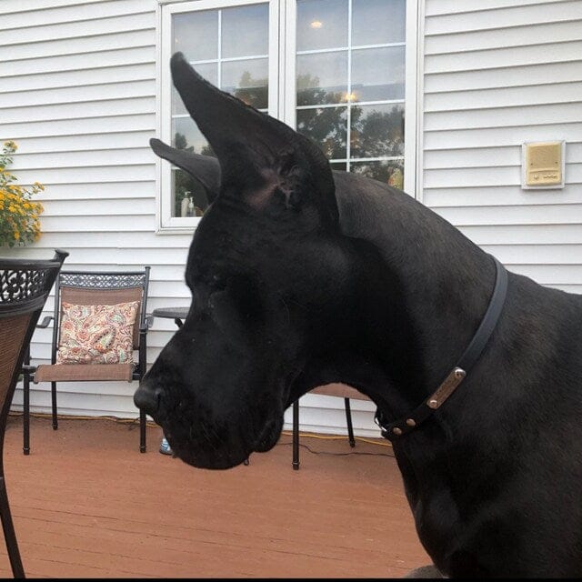 Customer photo review of House Collar