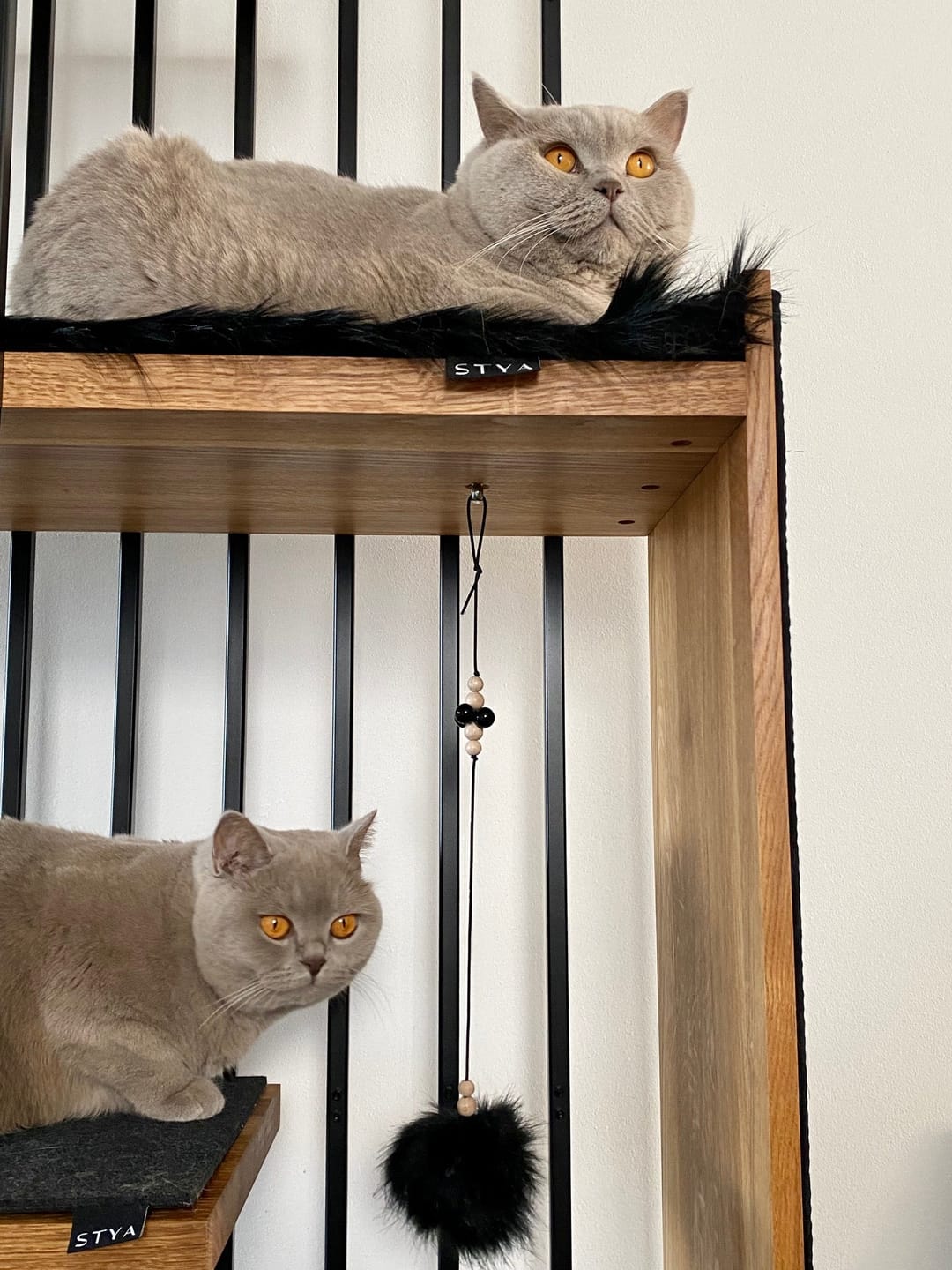 Customer photo review of STYA Katzen Kratzbaum MS210 | Schwarz