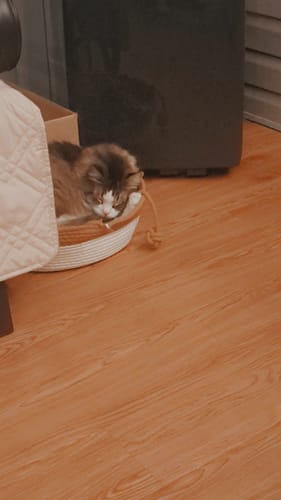 Customer photo review of Instinct Basket | Handwoven & Chemical-Free Cat Territory