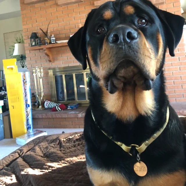 Customer photo review of House Collar