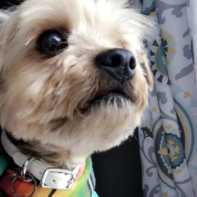 Customer photo review of Katmai Collar