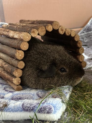 Customer photo review of Sternchenbett - Grau/Blau - Bunt