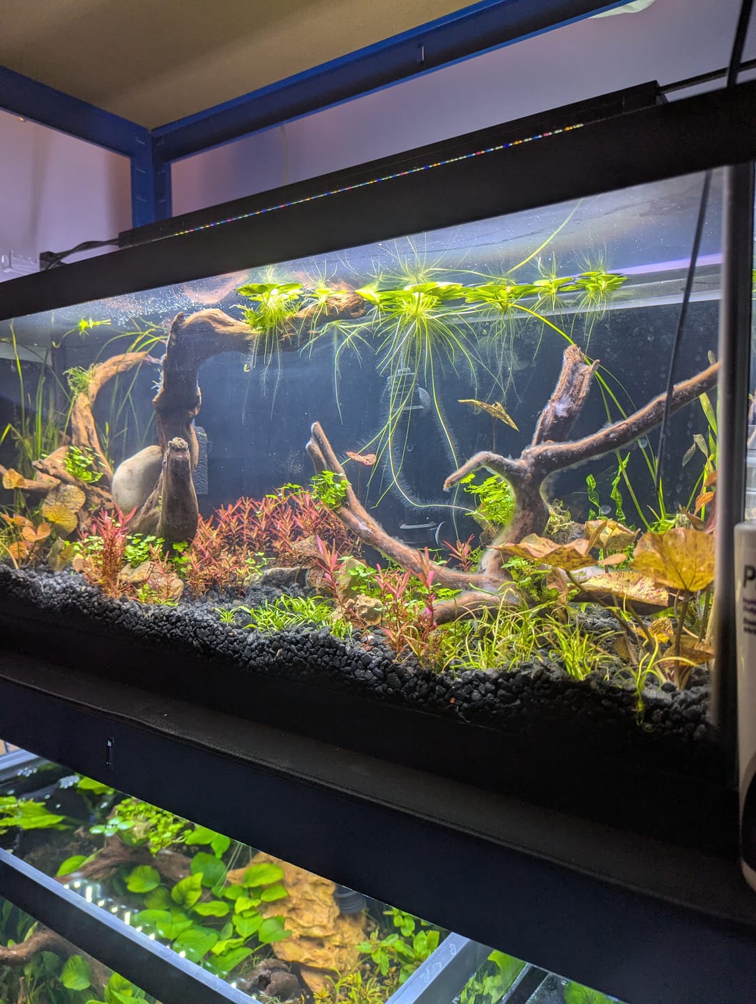 Customer photo review of Marineland Aquarium - Black