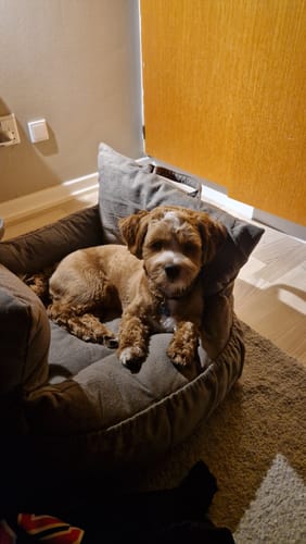 Kundes lille hund hviler trygt i det taupe Staey Lara 3-i-1 bilsæde, der bruges som hundeseng.