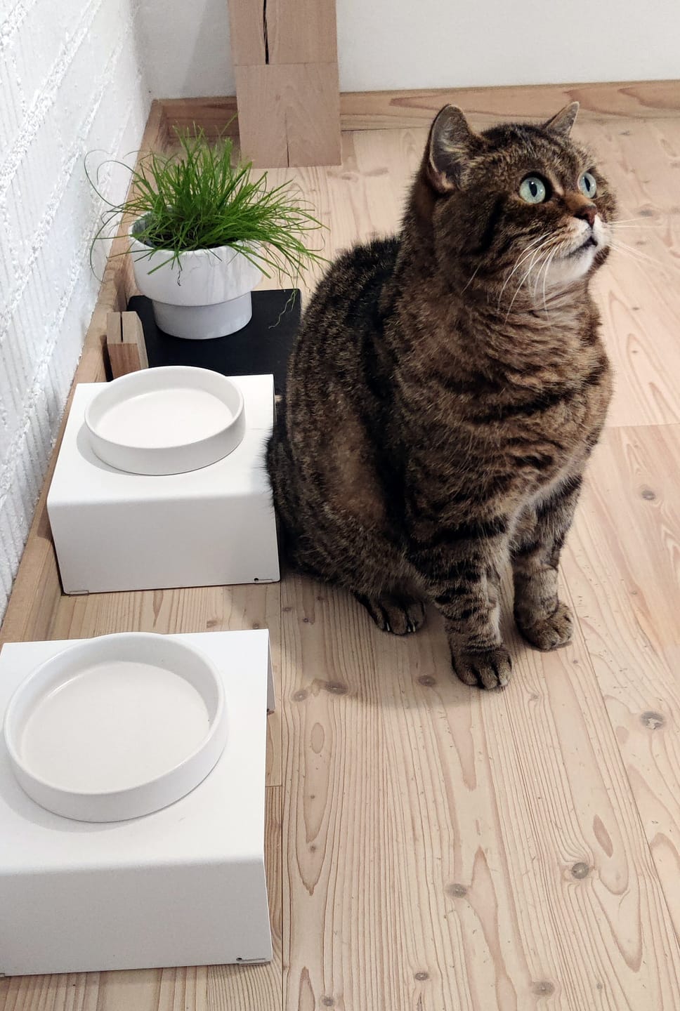 Customer photo review of STYA Katzen Futternapf FE210 | Weiß