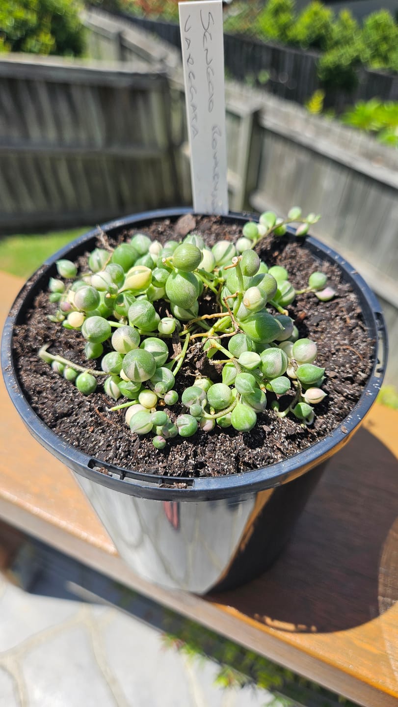 Customer photo review of Variegated String of Pearls - Senecio rowleyanus variegata