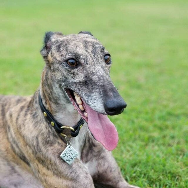 Customer photo review of House Collar