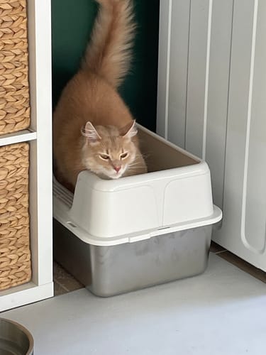 Customer photo review of Fit Litter PLUS - 3 month supply - 3 cat